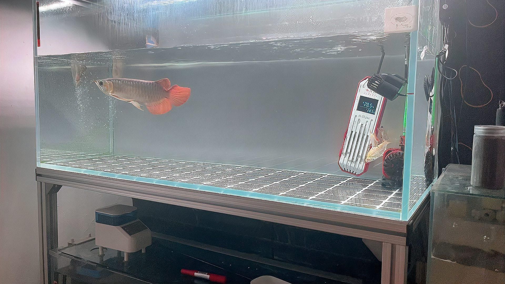 龍魚視頻高清喂食是一種展示如何為紅龍魚提供高質(zhì)量食物的視頻，嗶哩嗶哩印尼紅龍魚日常喂食分享