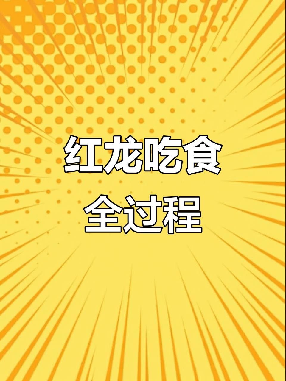 龍魚視頻高清喂食是一種展示如何為紅龍魚提供高質(zhì)量食物的視頻，嗶哩嗶哩印尼紅龍魚日常喂食分享