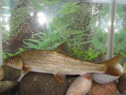 巫溪洋魚的價格趨勢，巫溪洋魚多少錢一斤巫溪洋魚價格趨勢分析巫溪洋魚價格趨勢