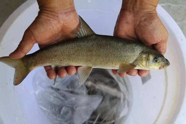 巫溪洋魚的價格趨勢，巫溪洋魚多少錢一斤巫溪洋魚價格趨勢分析巫溪洋魚價格趨勢