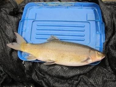 巫溪洋魚的價格趨勢，巫溪洋魚多少錢一斤巫溪洋魚價格趨勢分析巫溪洋魚價格趨勢