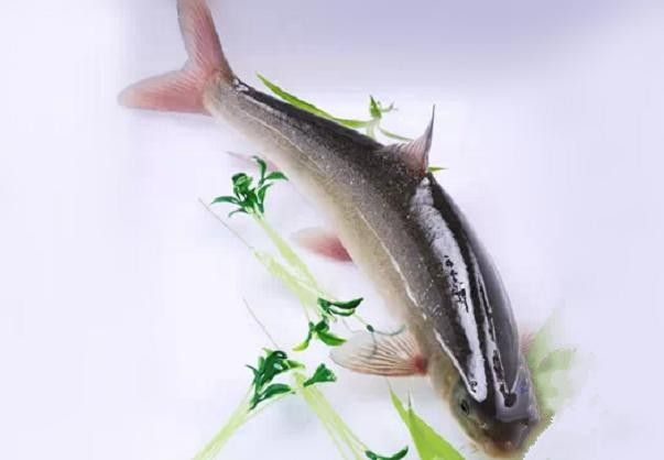 巫溪洋魚的價格趨勢，巫溪洋魚多少錢一斤巫溪洋魚價格趨勢分析巫溪洋魚價格趨勢