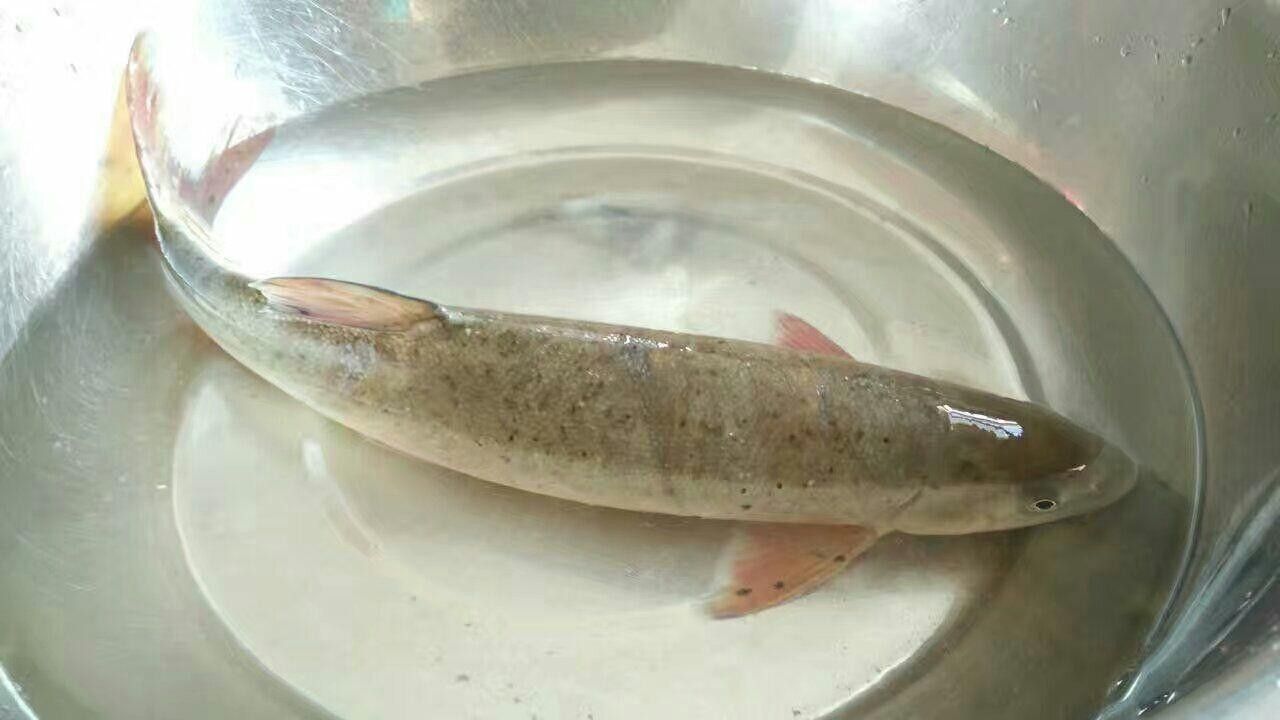 巫溪洋魚的價格趨勢，巫溪洋魚多少錢一斤巫溪洋魚價格趨勢分析巫溪洋魚價格趨勢