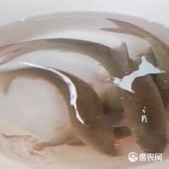 巫溪洋魚的價格趨勢，巫溪洋魚多少錢一斤巫溪洋魚價格趨勢分析巫溪洋魚價格趨勢