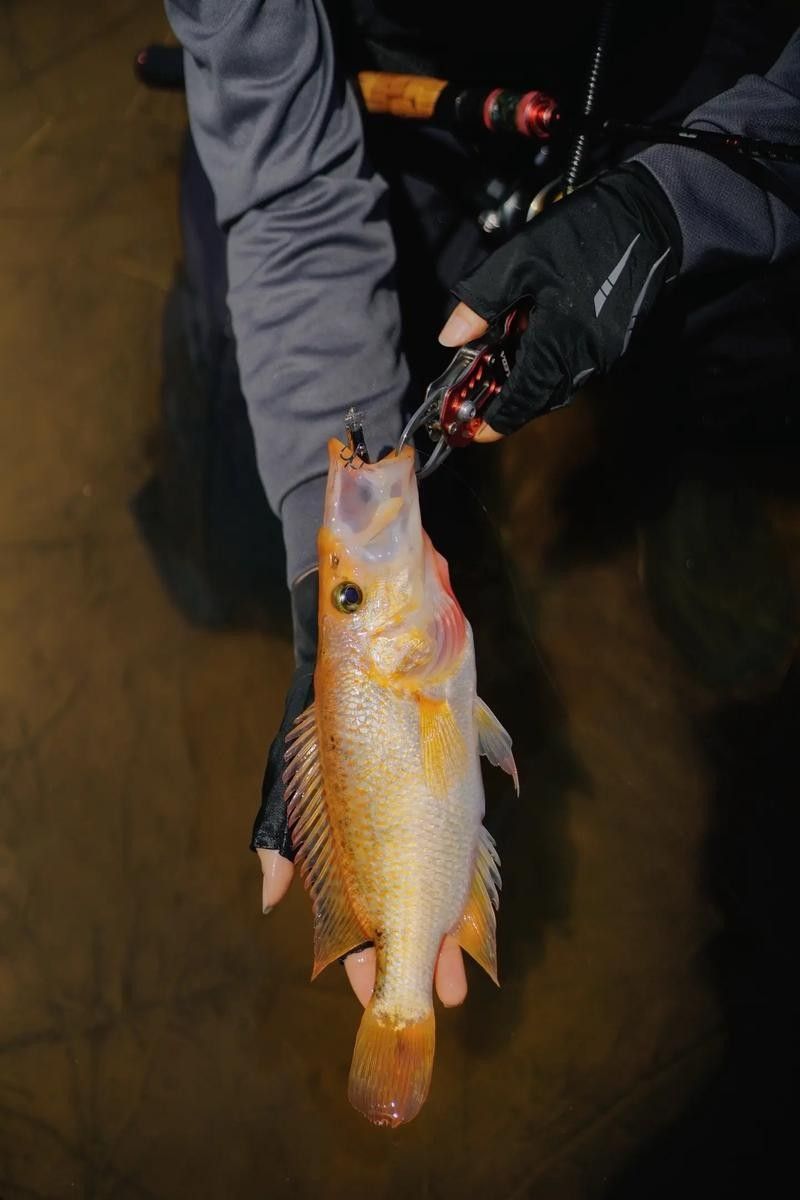 淡水紅老虎魚繁殖季節(jié)會表現(xiàn)出強烈的求偶行為，淡水紅老虎魚的價格是多少？