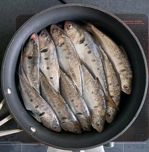 西江三黎魚的營養價值有哪些？，舌尖上的南沙18|終于嘗到古代貢品三黎魚真鮮