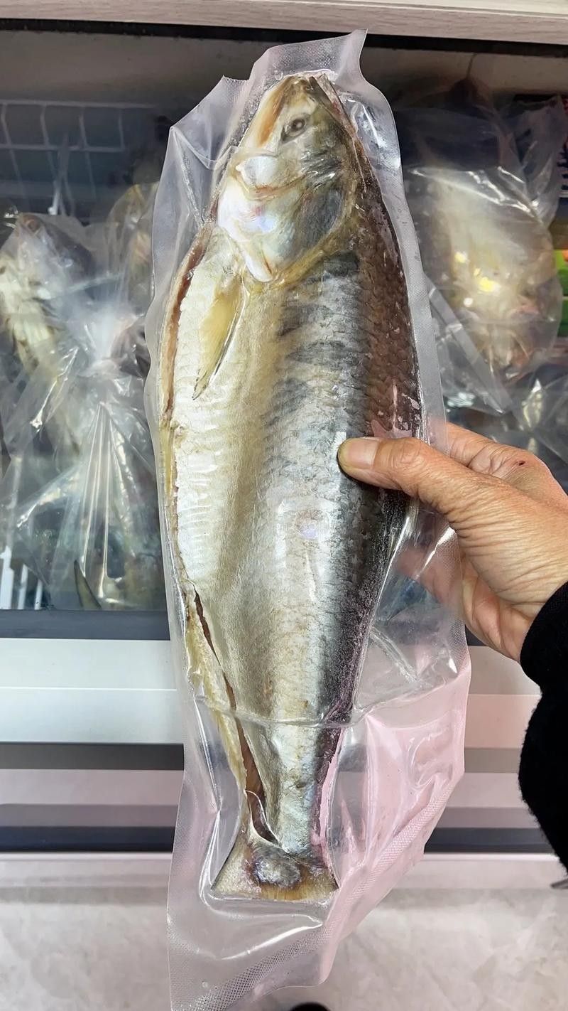 西江三黎魚的營養價值有哪些？，舌尖上的南沙18|終于嘗到古代貢品三黎魚真鮮
