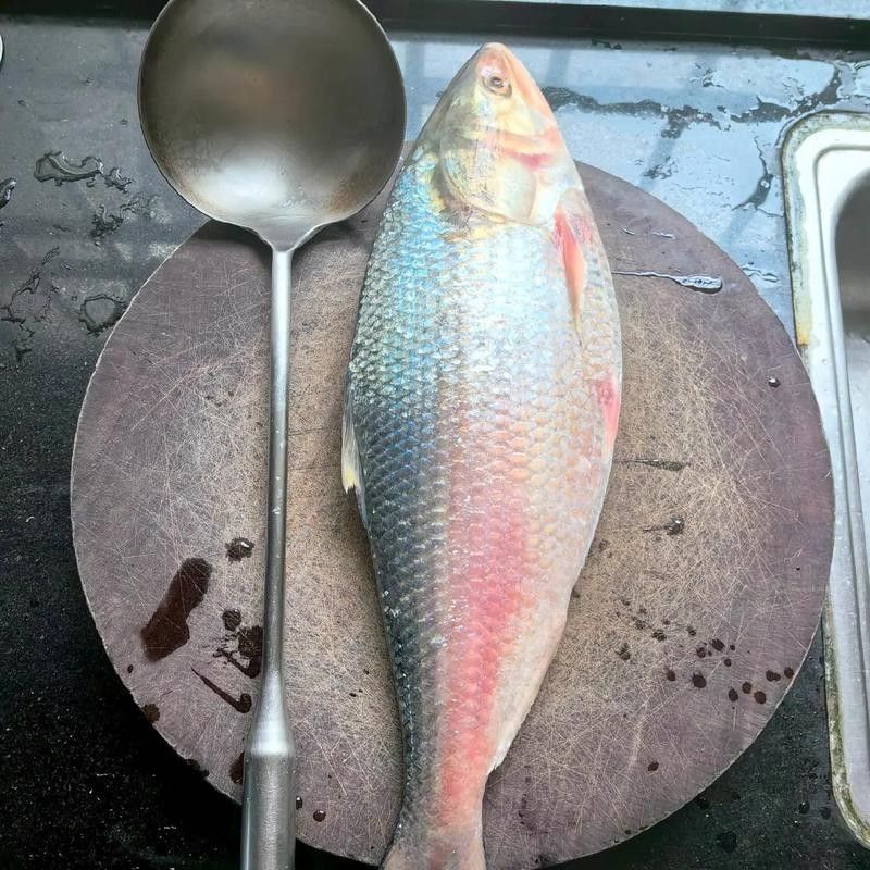 西江三黎魚的營養價值有哪些？，舌尖上的南沙18|終于嘗到古代貢品三黎魚真鮮