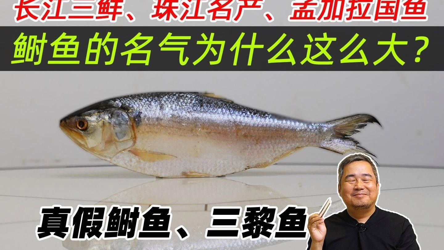 西江三黎魚的營養價值有哪些？，舌尖上的南沙18|終于嘗到古代貢品三黎魚真鮮