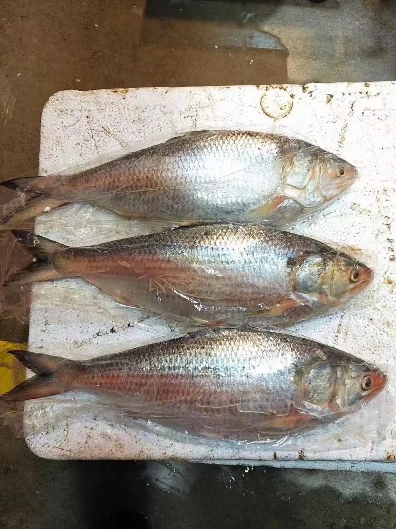西江三黎魚的營養價值有哪些？，舌尖上的南沙18|終于嘗到古代貢品三黎魚真鮮