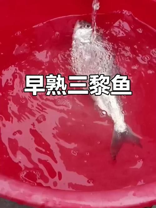 西江三黎魚的營養價值有哪些？，舌尖上的南沙18|終于嘗到古代貢品三黎魚真鮮
