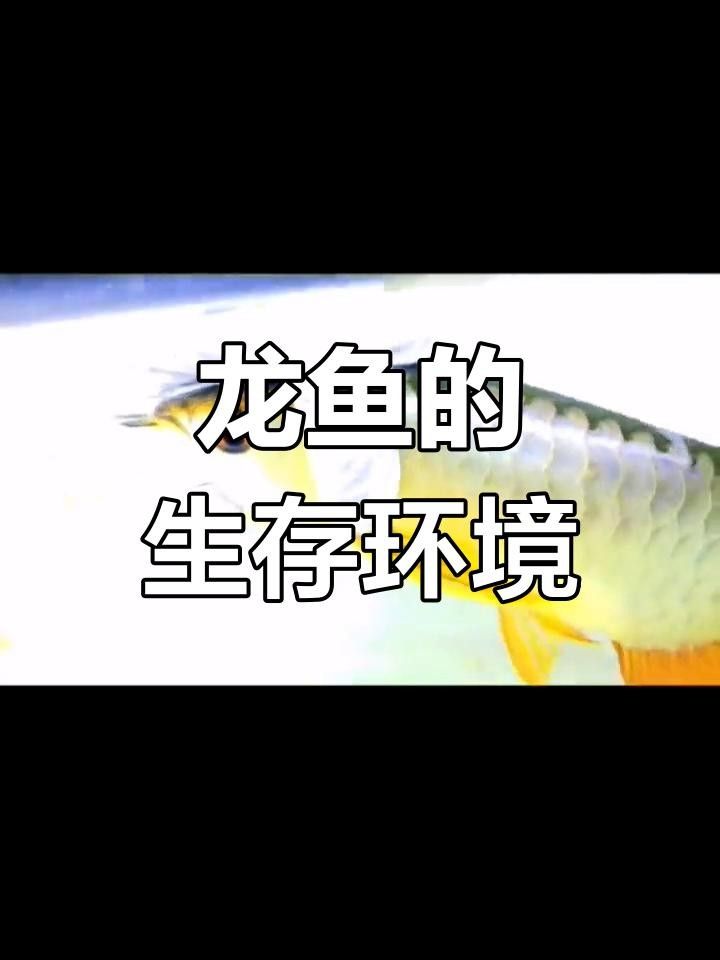 龍魚的種類與分布解析，亞洲水域中常見的觀賞魚類