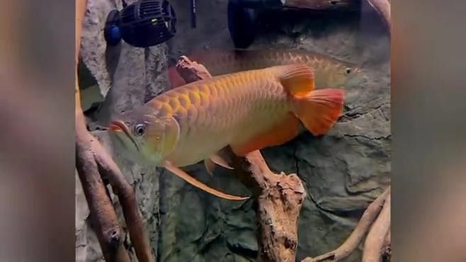 龍魚的種類與分布解析，亞洲水域中常見的觀賞魚類