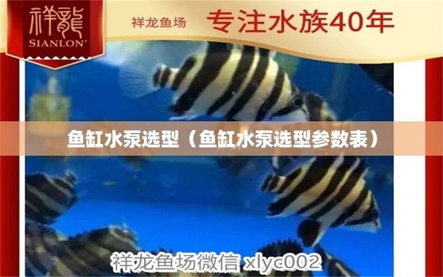 廣州荔灣區龍魚拼多多買便宜，紅龍魚價格多少一條