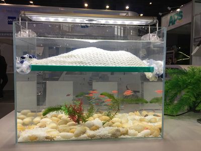 龍魚跳缸的注意事項，龍魚跳缸后能摔出內傷不10小時能摔出內傷不10小時