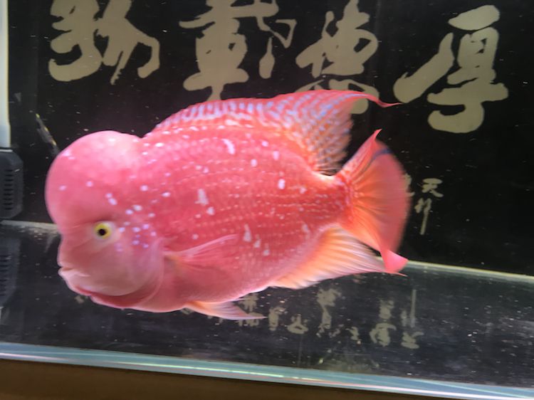 曬曬我的羅漢，本文旨在探討和展示個人在生活中遇到的挑戰，4月份買的，從12公分到現在26.7公分