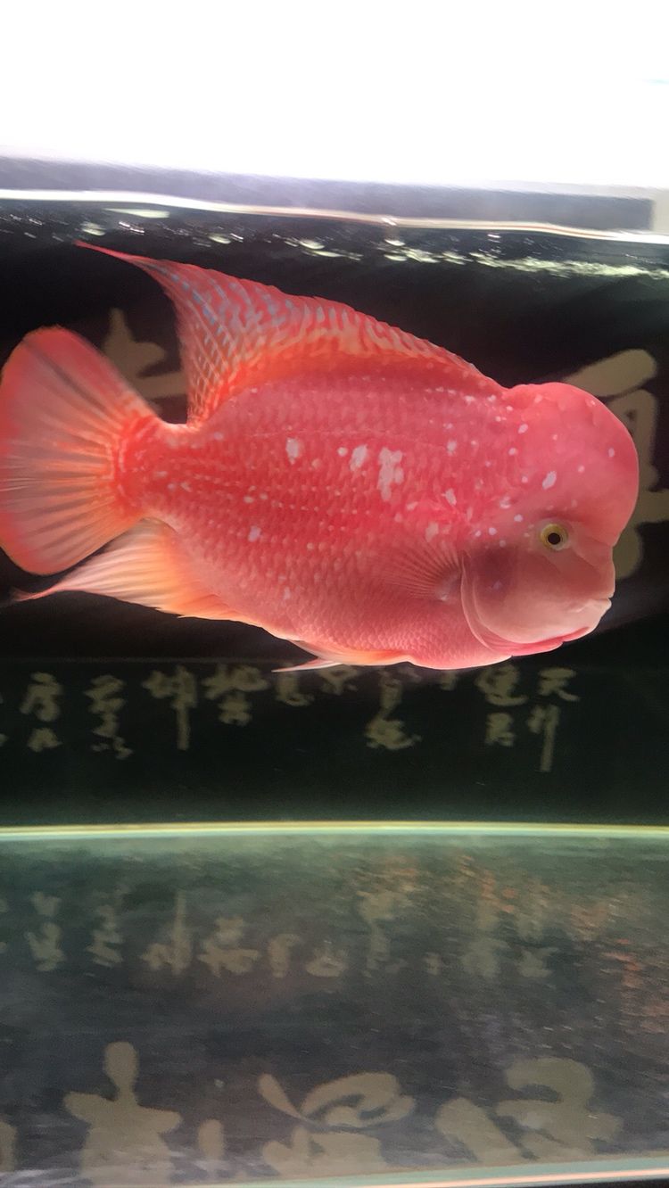 曬曬我的羅漢，本文旨在探討和展示個人在生活中遇到的挑戰，4月份買的，從12公分到現在26.7公分