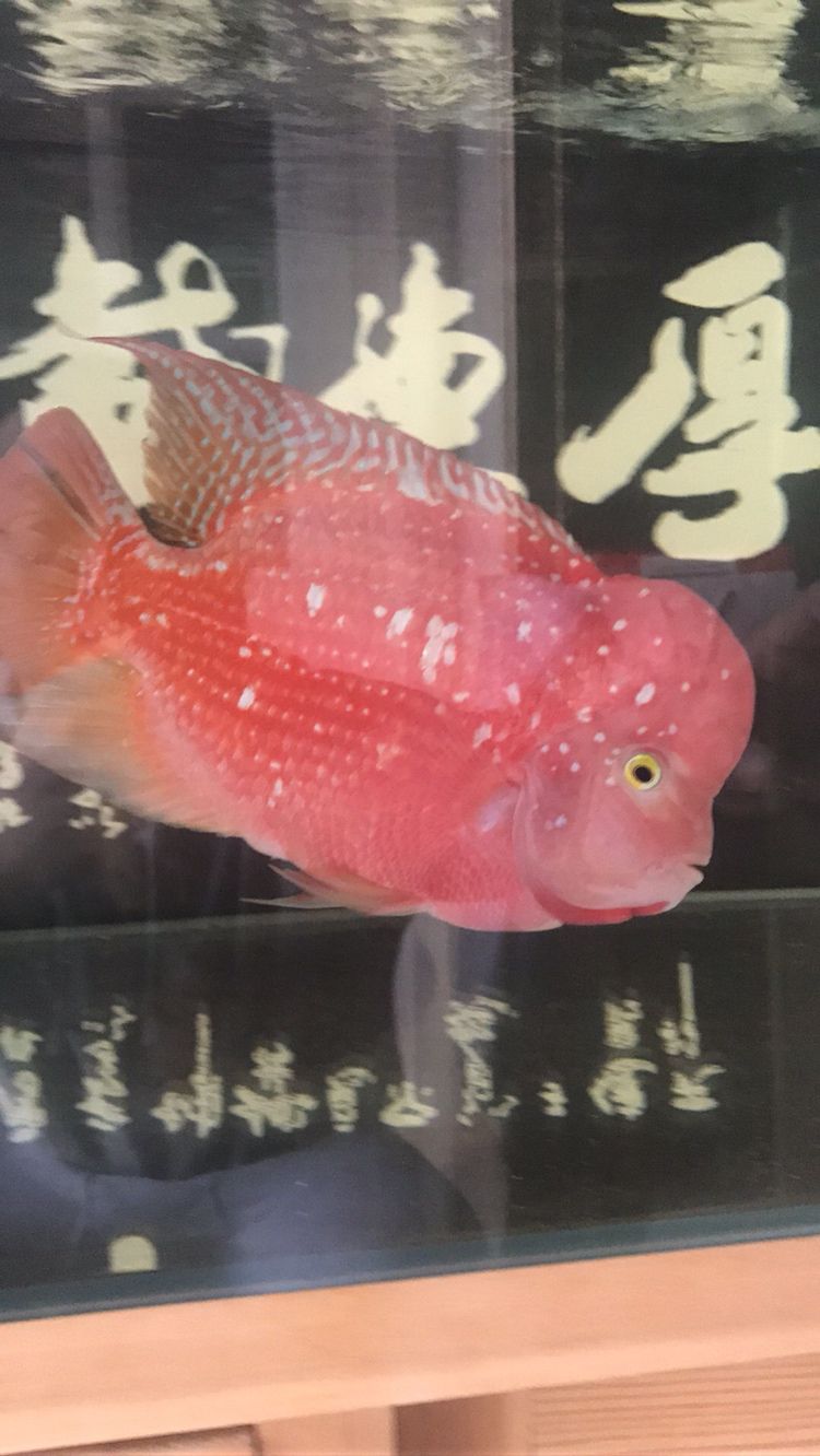 曬曬我的羅漢，本文旨在探討和展示個人在生活中遇到的挑戰，4月份買的，從12公分到現在26.7公分