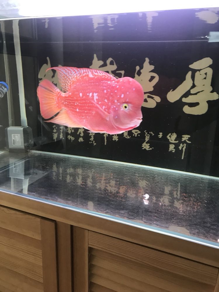 曬曬我的羅漢，本文旨在探討和展示個人在生活中遇到的挑戰，4月份買的，從12公分到現在26.7公分