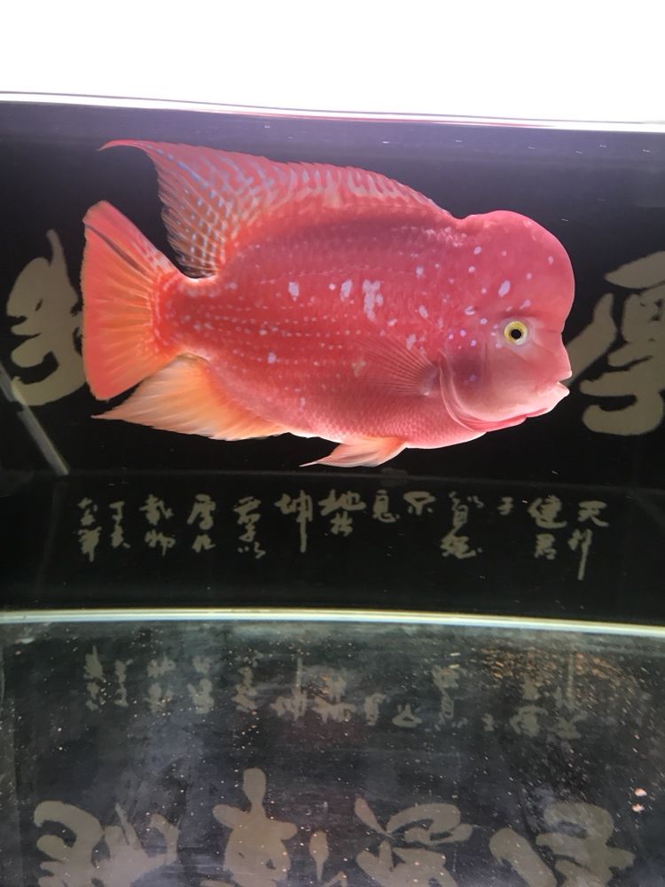曬曬我的羅漢，本文旨在探討和展示個人在生活中遇到的挑戰，4月份買的，從12公分到現在26.7公分