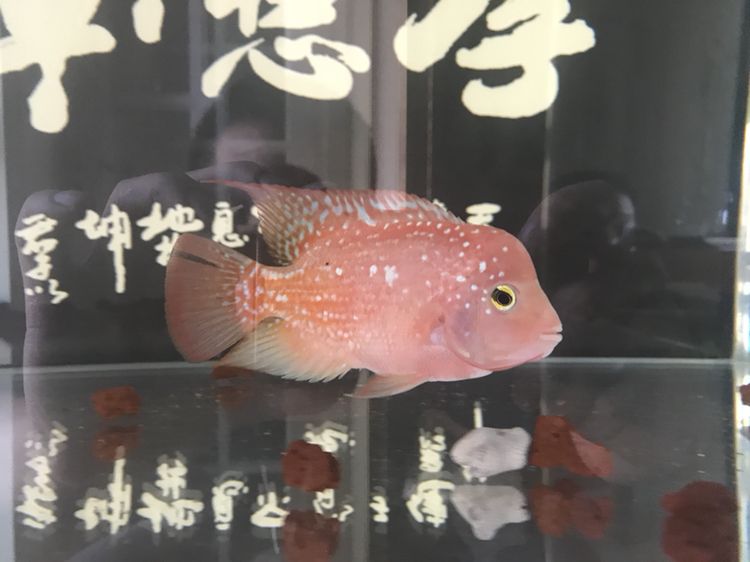 曬曬我的羅漢，本文旨在探討和展示個人在生活中遇到的挑戰，4月份買的，從12公分到現在26.7公分