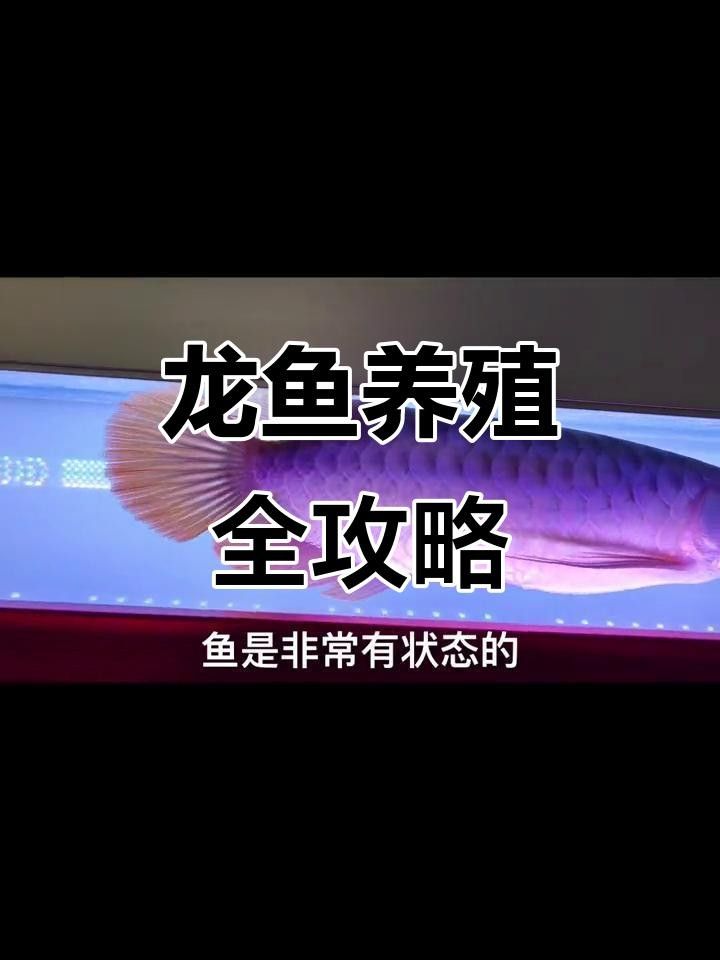 龍魚飼養(yǎng)技巧大揭秘松溪龍魚飼養(yǎng)技巧大揭秘，關(guān)于松溪龍魚的知識
