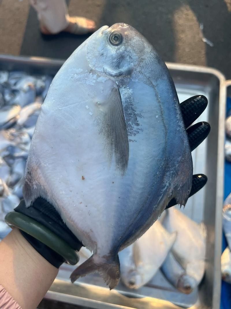 鯧魚的營養價值及種類，各種鯧魚的營養價值與烹飪方法