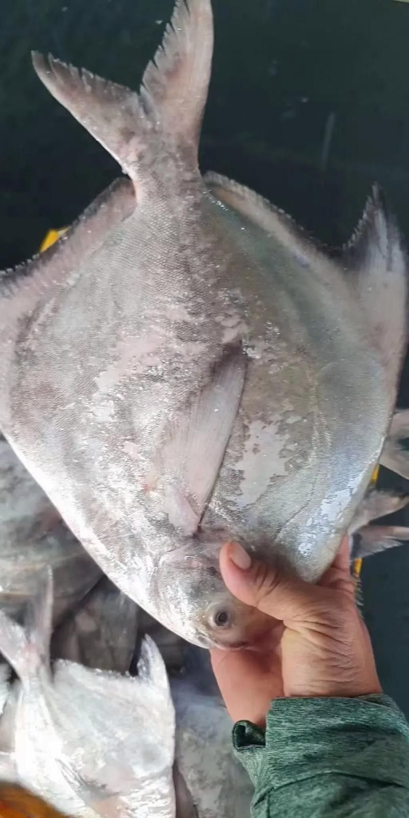 鯧魚的營養價值及種類，各種鯧魚的營養價值與烹飪方法