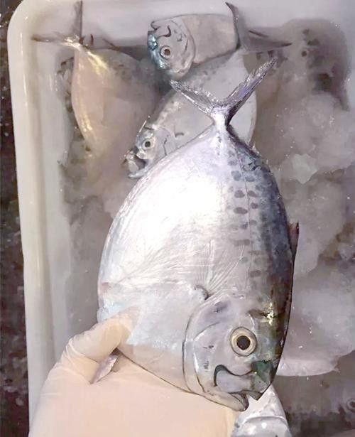 鯧魚的營養價值及種類，各種鯧魚的營養價值與烹飪方法