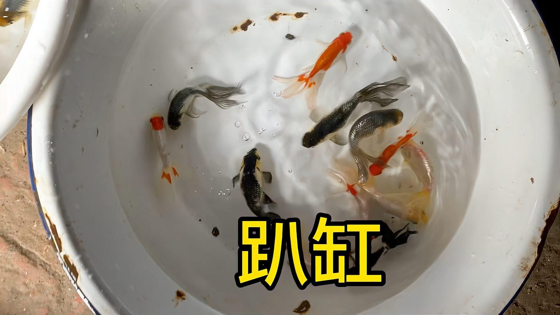 魚趴缸底怎么辦，魚趴缸底了怎么辦