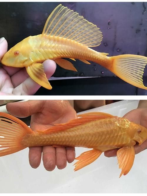 紅眼女王大帆魚的優缺點，女王大帆魚價格是多少女王大帆魚價格是多少