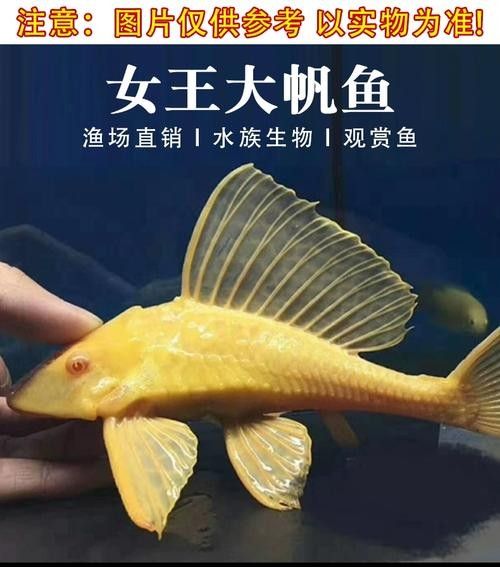 紅眼女王大帆魚的優(yōu)缺點，女王大帆魚價格是多少女王大帆魚價格是多少