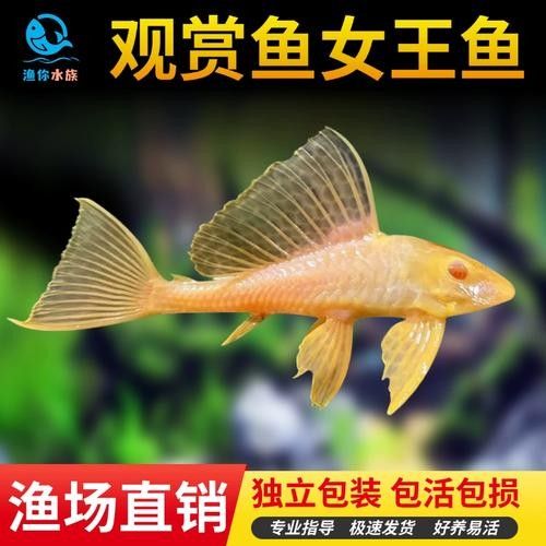 紅眼女王大帆魚的優(yōu)缺點，女王大帆魚價格是多少女王大帆魚價格是多少