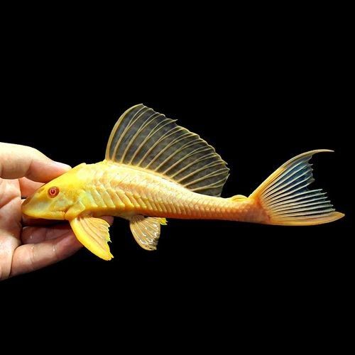 紅眼女王大帆魚的優缺點，女王大帆魚價格是多少女王大帆魚價格是多少