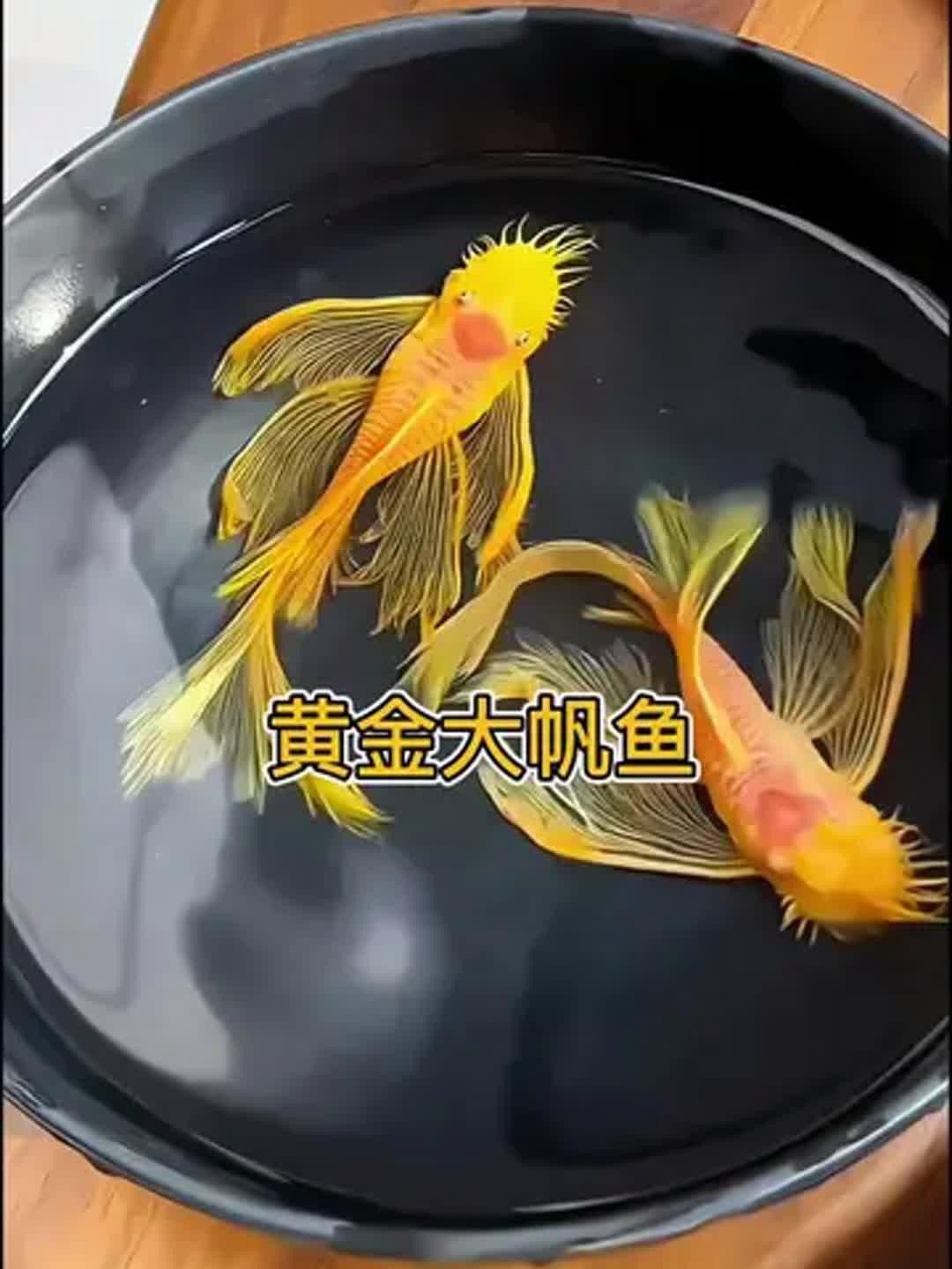 紅眼女王大帆魚的優(yōu)缺點，女王大帆魚價格是多少女王大帆魚價格是多少