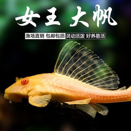 紅眼女王大帆魚的優(yōu)缺點，女王大帆魚價格是多少女王大帆魚價格是多少
