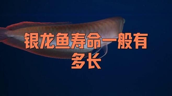 銀龍魚的壽命是多少壹陸舞研銀龍魚的壽命一般有多長，銀龍的壽命一般有多長
