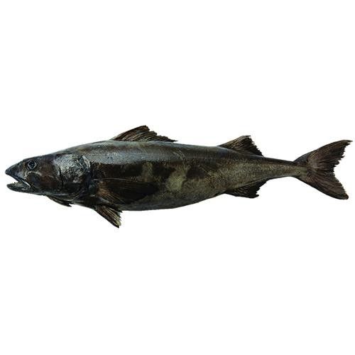 黑鳘魚，黑鳘聽，黑鳘魚的價(jià)格是多少？，黑鳘魚和石斑魚有什么區(qū)別，