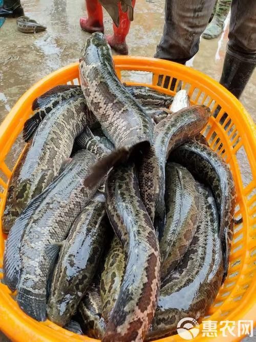 黑鳘魚，黑鳘聽，黑鳘魚的價(jià)格是多少？，黑鳘魚和石斑魚有什么區(qū)別，