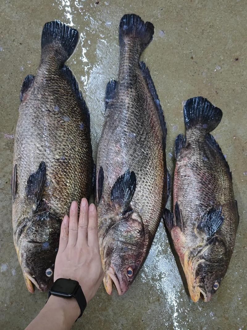 黑鳘魚，黑鳘聽，黑鳘魚的價(jià)格是多少？，黑鳘魚和石斑魚有什么區(qū)別，