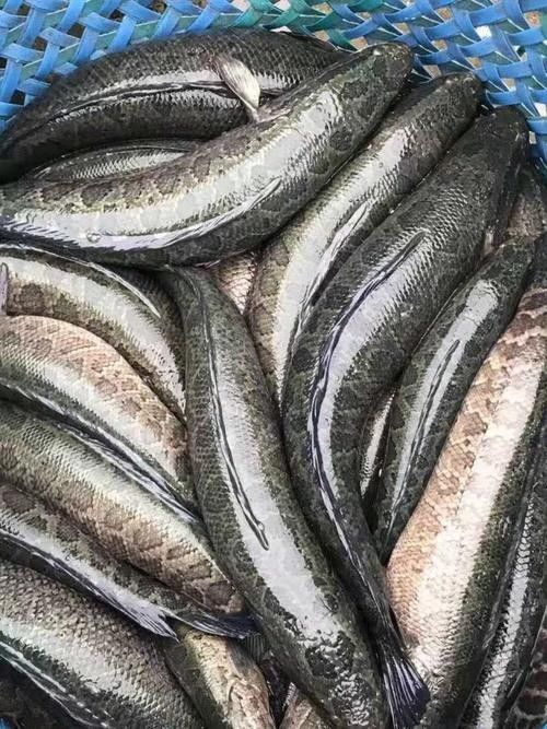 黑鳘魚，黑鳘聽，黑鳘魚的價(jià)格是多少？，黑鳘魚和石斑魚有什么區(qū)別，