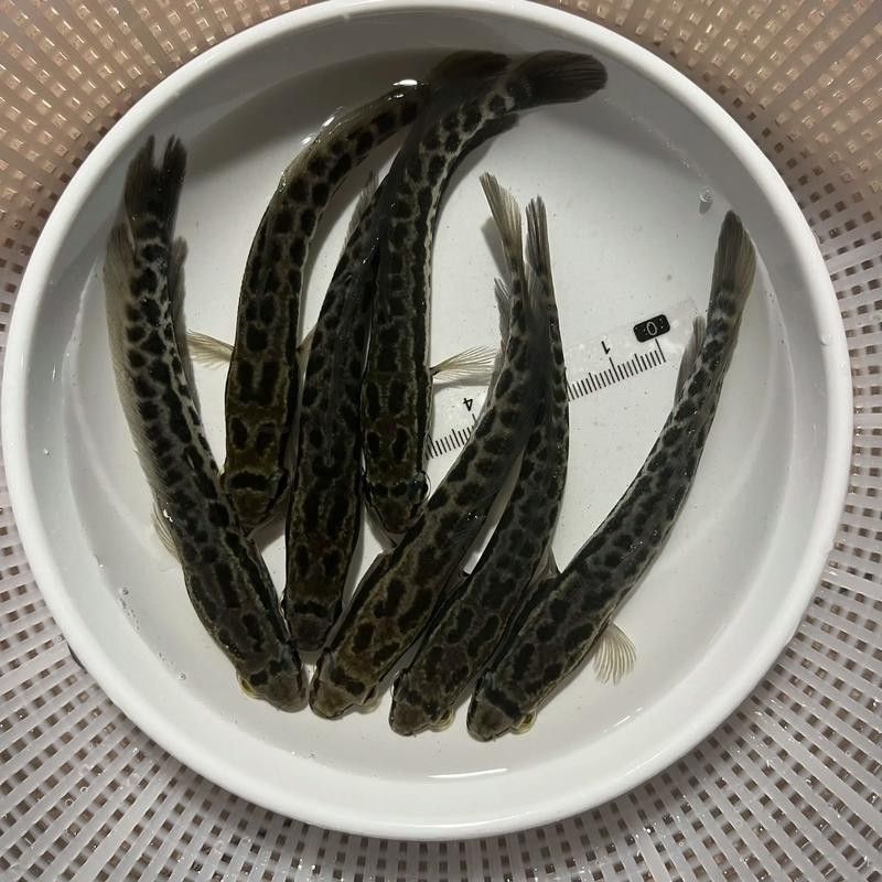 黑鳘魚，黑鳘聽，黑鳘魚的價(jià)格是多少？，黑鳘魚和石斑魚有什么區(qū)別，