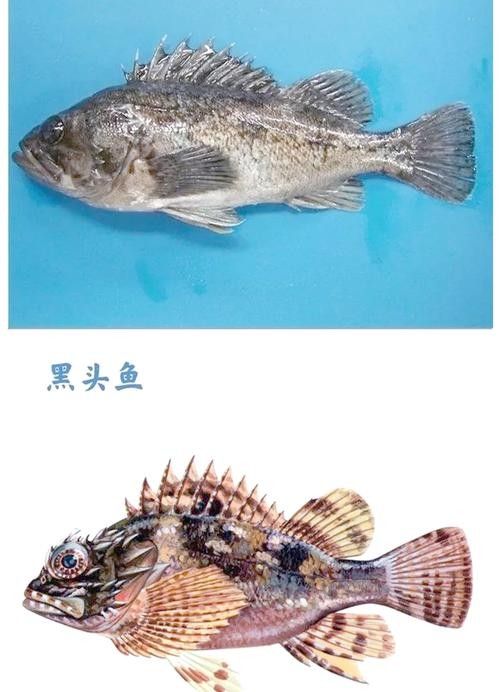 黑鳘魚，黑鳘聽，黑鳘魚的價(jià)格是多少？，黑鳘魚和石斑魚有什么區(qū)別，
