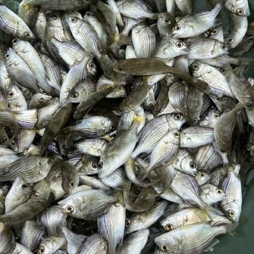 黑鳘魚，黑鳘聽，黑鳘魚的價(jià)格是多少？，黑鳘魚和石斑魚有什么區(qū)別，