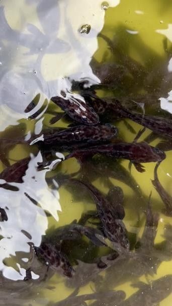 黑鳘魚，黑鳘聽，黑鳘魚的價(jià)格是多少？，黑鳘魚和石斑魚有什么區(qū)別，