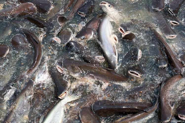 黑鳘魚，黑鳘聽，黑鳘魚的價(jià)格是多少？，黑鳘魚和石斑魚有什么區(qū)別，