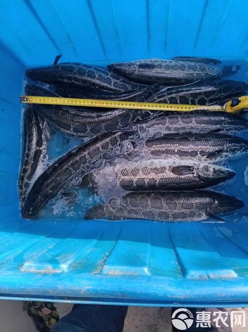 黑鳘魚，黑鳘聽，黑鳘魚的價(jià)格是多少？，黑鳘魚和石斑魚有什么區(qū)別，
