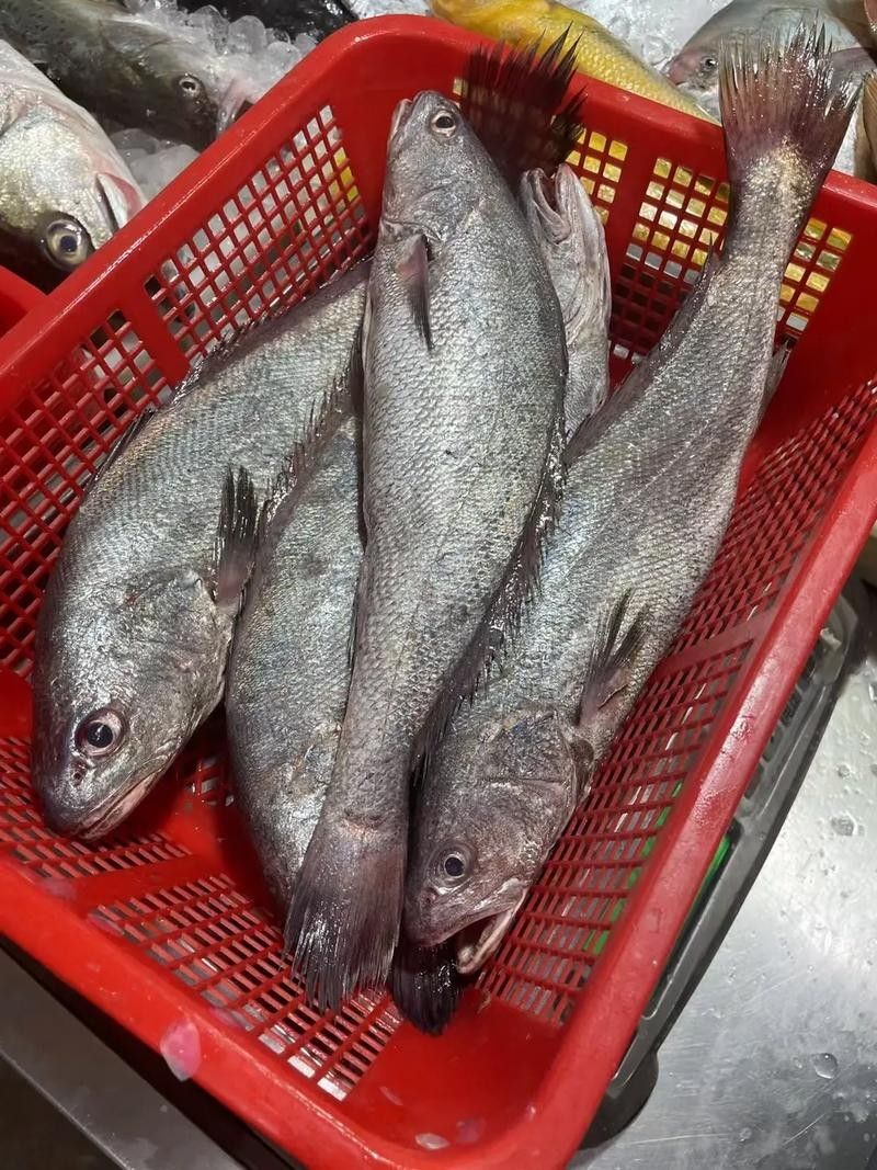 黑鳘魚，黑鳘聽，黑鳘魚的價(jià)格是多少？，黑鳘魚和石斑魚有什么區(qū)別，