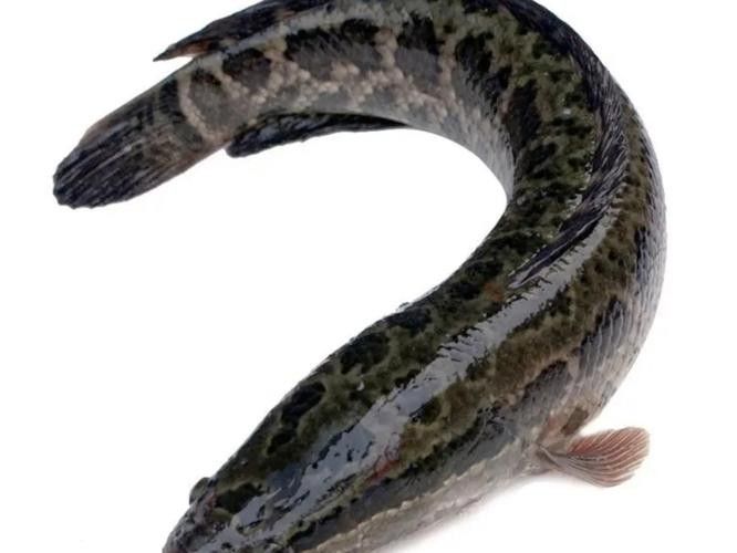 黑鳘魚，黑鳘聽，黑鳘魚的價(jià)格是多少？，黑鳘魚和石斑魚有什么區(qū)別，