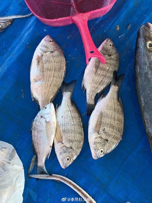 黑鳘魚，黑鳘聽，黑鳘魚的價(jià)格是多少？，黑鳘魚和石斑魚有什么區(qū)別，